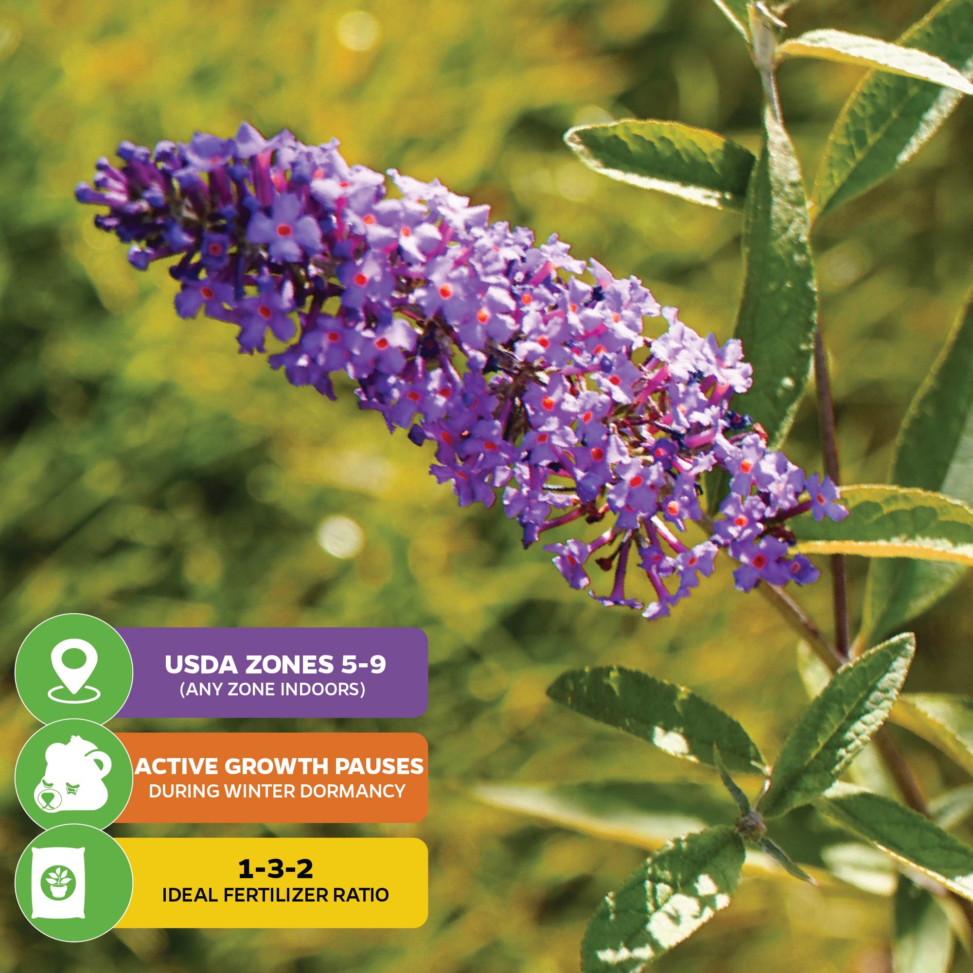 A close-up of Bundle (2) Butterfly Bushes: Blue Nanho + Black Knight by Wellspring Gardens, perfect for pollinator gardens. Labels: USDA Zones 5-9, winter dormancy, and ideal fertilizer ratio of 1-3-2.