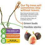 Two bare branches with buds of the Violette de Bordeaux Fig by Wellspring Gardens are shown, plus figs. Text notes this self-pollinating dwarf ships leafless due to dormancy, suits containers, gives care tips, ideal zones, and fertilizer advice.