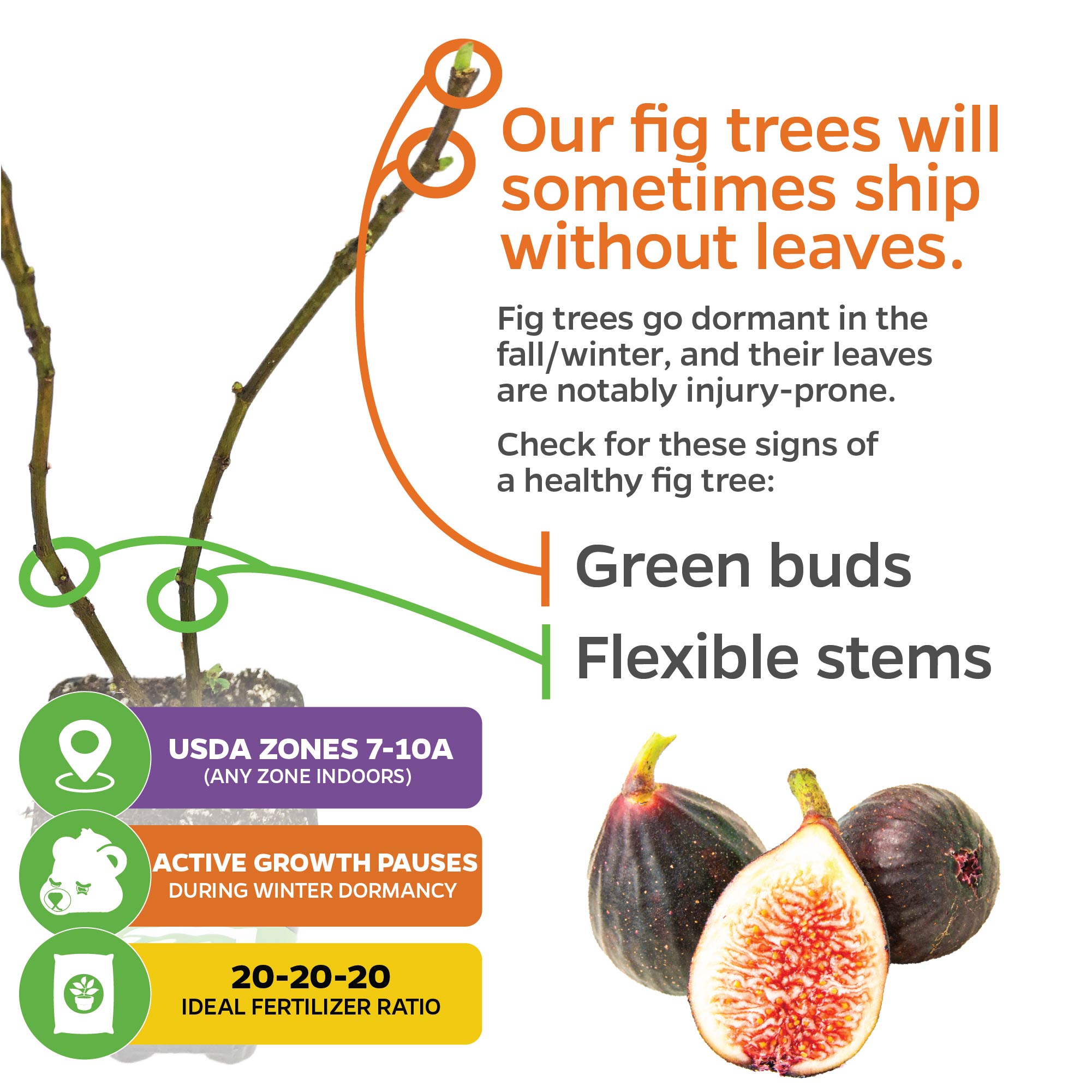 Two bare branches with buds of the Violette de Bordeaux Fig by Wellspring Gardens are shown, plus figs. Text notes this self-pollinating dwarf ships leafless due to dormancy, suits containers, gives care tips, ideal zones, and fertilizer advice.