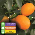 Callie Kumquat Tree - Citrus Japonica