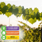‘Delicious’ Muscadine Grape Vine by Wellspring Gardens thrives in USDA zones 7–9, pauses growth in winter, prefers a 20:6:9 fertilizer, is ideal for wine-making, and offers natural disease resistance.