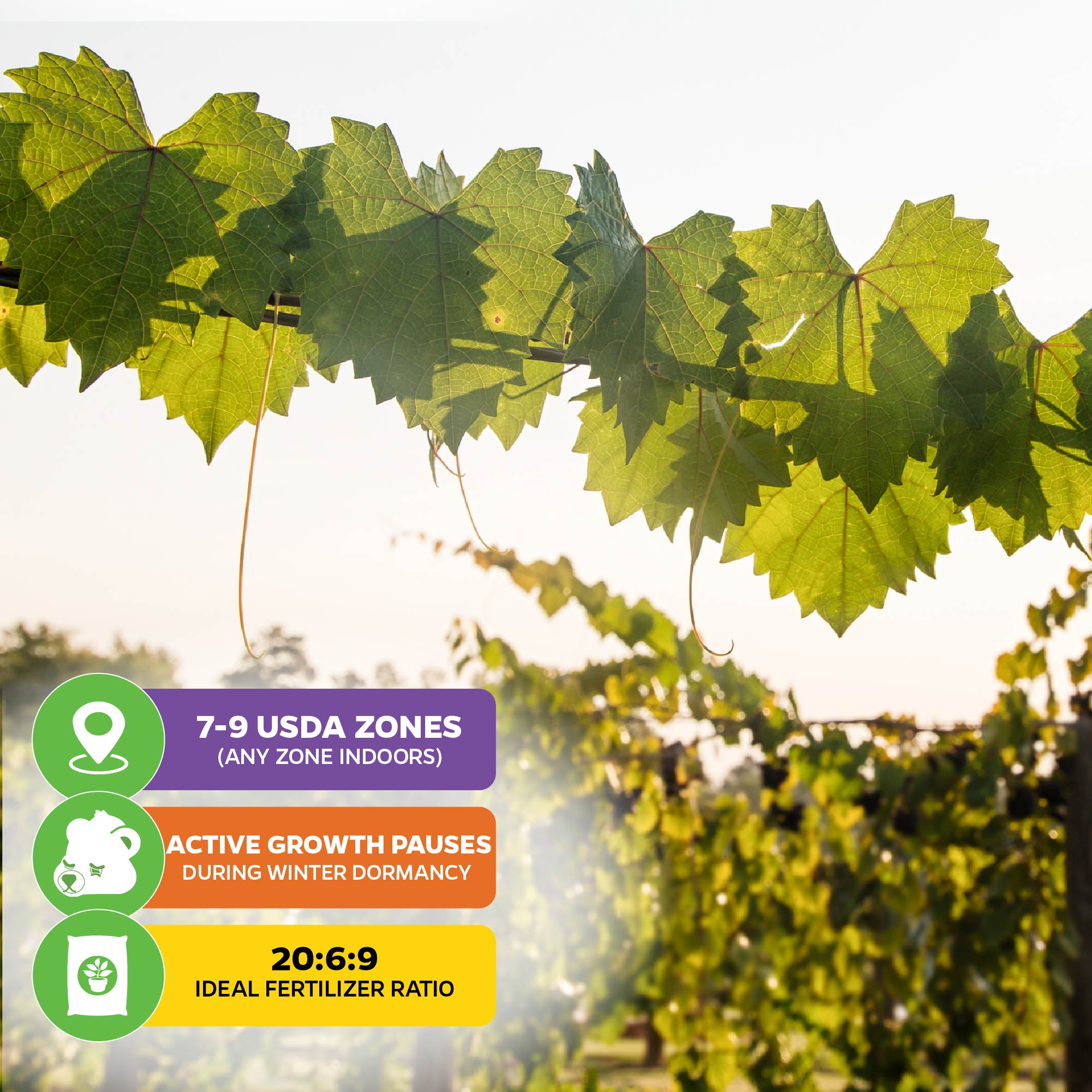 ‘Delicious’ Muscadine Grape Vine by Wellspring Gardens thrives in USDA zones 7–9, pauses growth in winter, prefers a 20:6:9 fertilizer, is ideal for wine-making, and offers natural disease resistance.