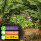 The Double Mahoi Banana - Musa from Wellspring Gardens is a compact banana plant with large green leaves and bunches of fruit. USDA Zones 9–11 (indoors in any zone), winter dormancy, and a 3-1-6 fertilizer ratio—ideal for growers.