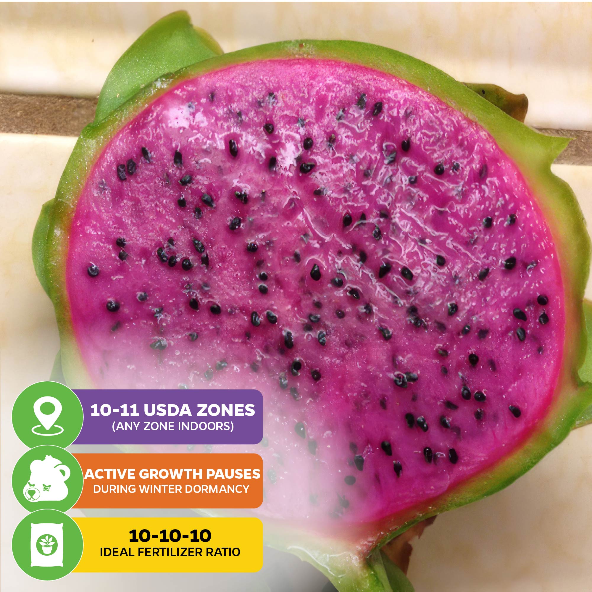 A close-up of sliced Edgar's Baby Dragon Fruit by Wellspring Gardens shows vibrant pink flesh with black seeds. Plant care: cactus-like, ideal for USDA zones 10-11, growth pauses in winter, use 10-10-10 fertilizer.
