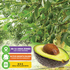 Fantastic Avocado - Persea americana
