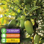 Giant Green Finger Lime Tree - Citrus australasica