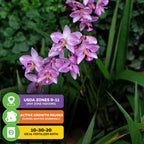 A cluster of Ground Orchid - Spathoglottis plicata purple from Wellspring Gardens, with green leaves. USDA Zones 9-11 (any zone indoors). Growth pauses for winter dormancy. Use 10-30-20 fertilizer for best results.
