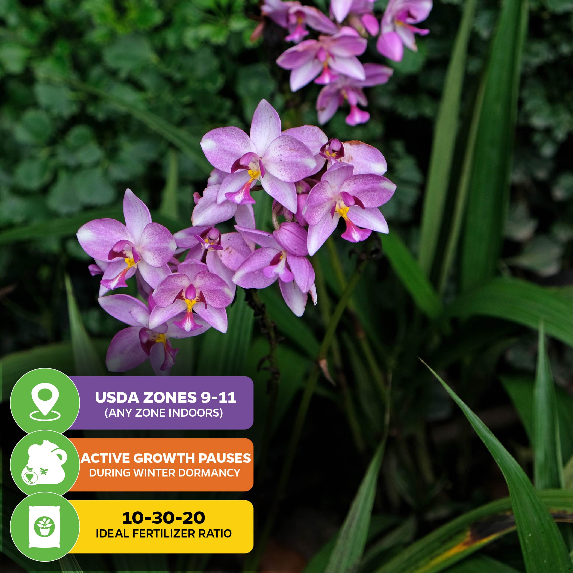 A cluster of Ground Orchid - Spathoglottis plicata purple from Wellspring Gardens, with green leaves. USDA Zones 9-11 (any zone indoors). Growth pauses for winter dormancy. Use 10-30-20 fertilizer for best results.