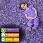 A smiling girl in purple lies among Jacaranda Tree (Jacaranda mimosifolia) blooms. Icons show Wellspring Gardens' plant suits USDA 9b–11, goes dormant in winter, and prefers 1-3-2 fertilizer.