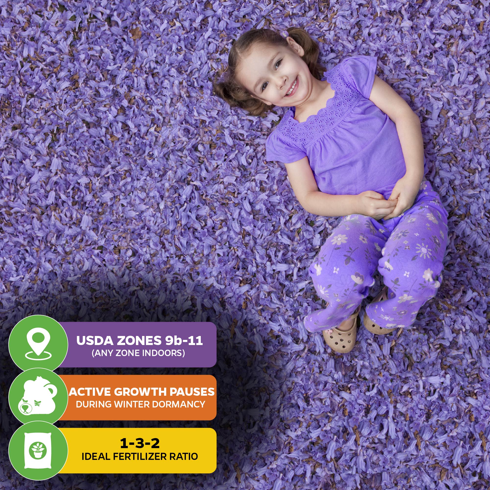 A smiling girl in purple lies among Jacaranda Tree (Jacaranda mimosifolia) blooms. Icons show Wellspring Gardens' plant suits USDA 9b–11, goes dormant in winter, and prefers 1-3-2 fertilizer.