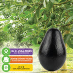 Joey Avocado - Persea americana