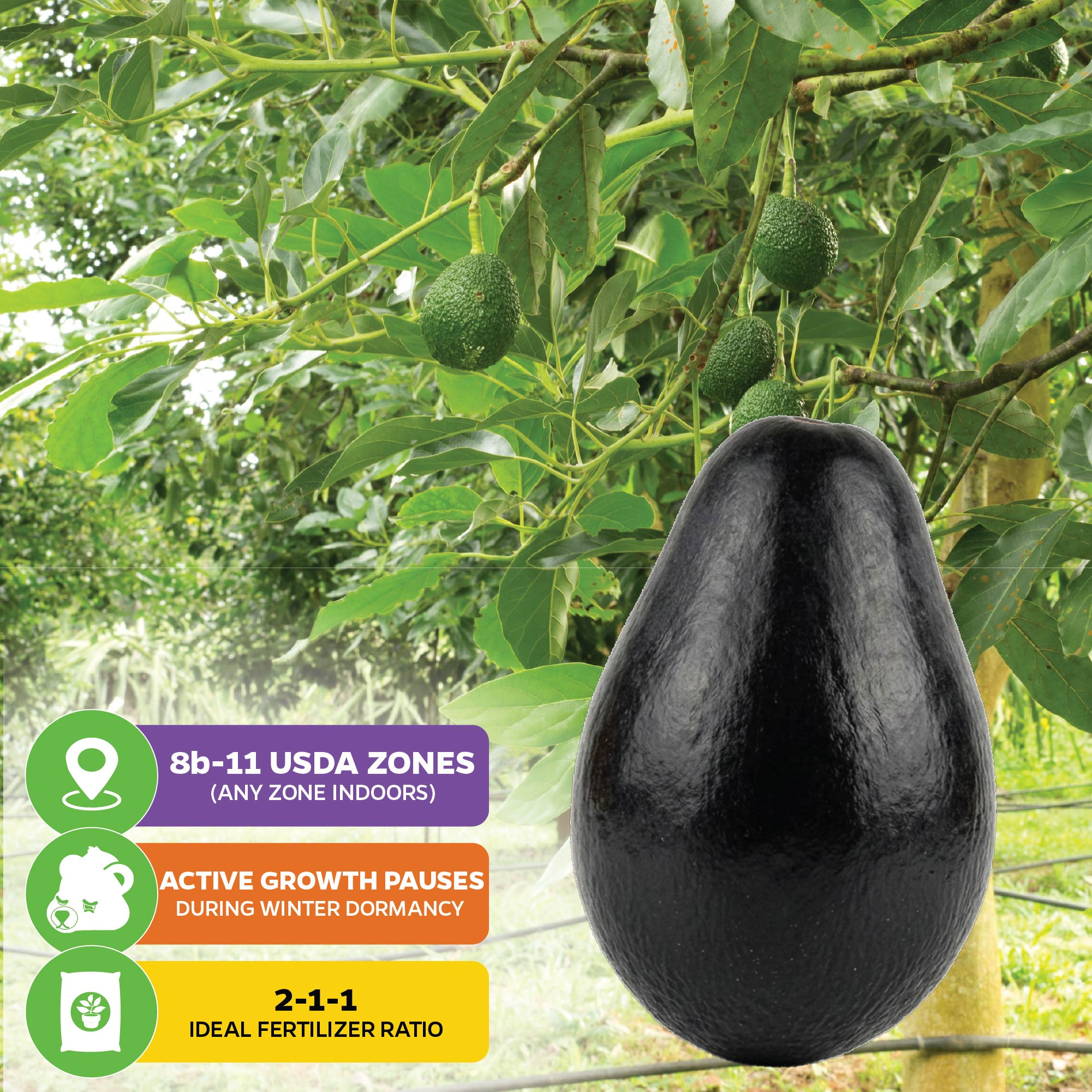 Joey Avocado - Persea americana
