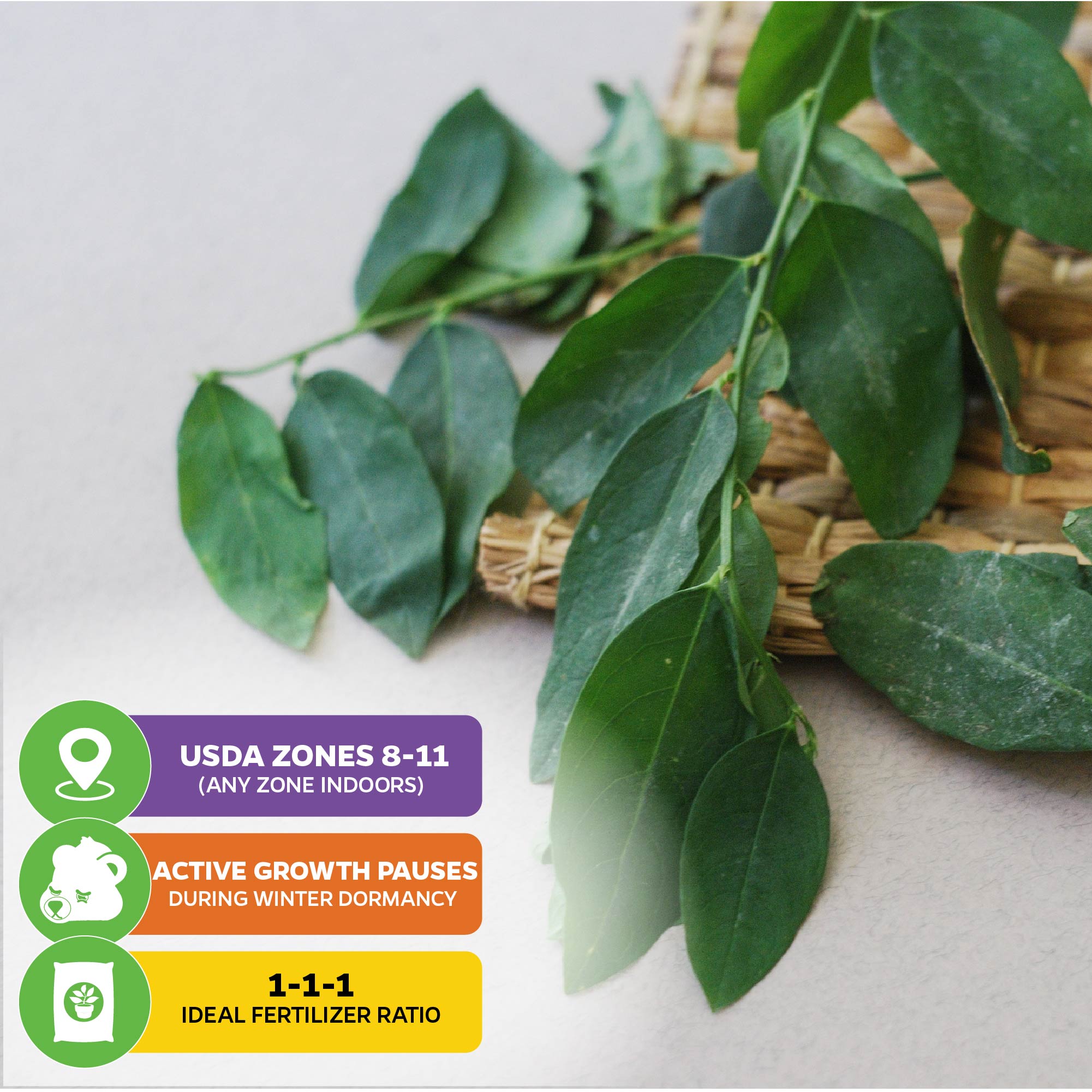 A branch of Katuk (Sweetleaf Bush) - Sauropus androgynus by Wellspring Gardens rests on a mat. Labels: USDA Zones 8-11 (any zone indoors), winter dormancy, ideal fertilizer 1-1-1. Protein-rich leaves.