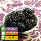 A white bowl of fresh Kiowa Blackberry - Rubus by Wellspring Gardens sits on a purple patterned surface. Icons highlight self-fertile plants, USDA zones 3–8, winter dormancy, low chill hours, and recommended 20-6-9 fertilizer.
