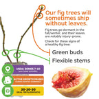 A graphic explains LSU Gold Fig Tree - Ficus carica from Wellspring Gardens may ship leafless due to dormancy. Look for green buds and flexible stems as signs of health, plus info on USDA zones, growth pauses, and ideal fertilizer.