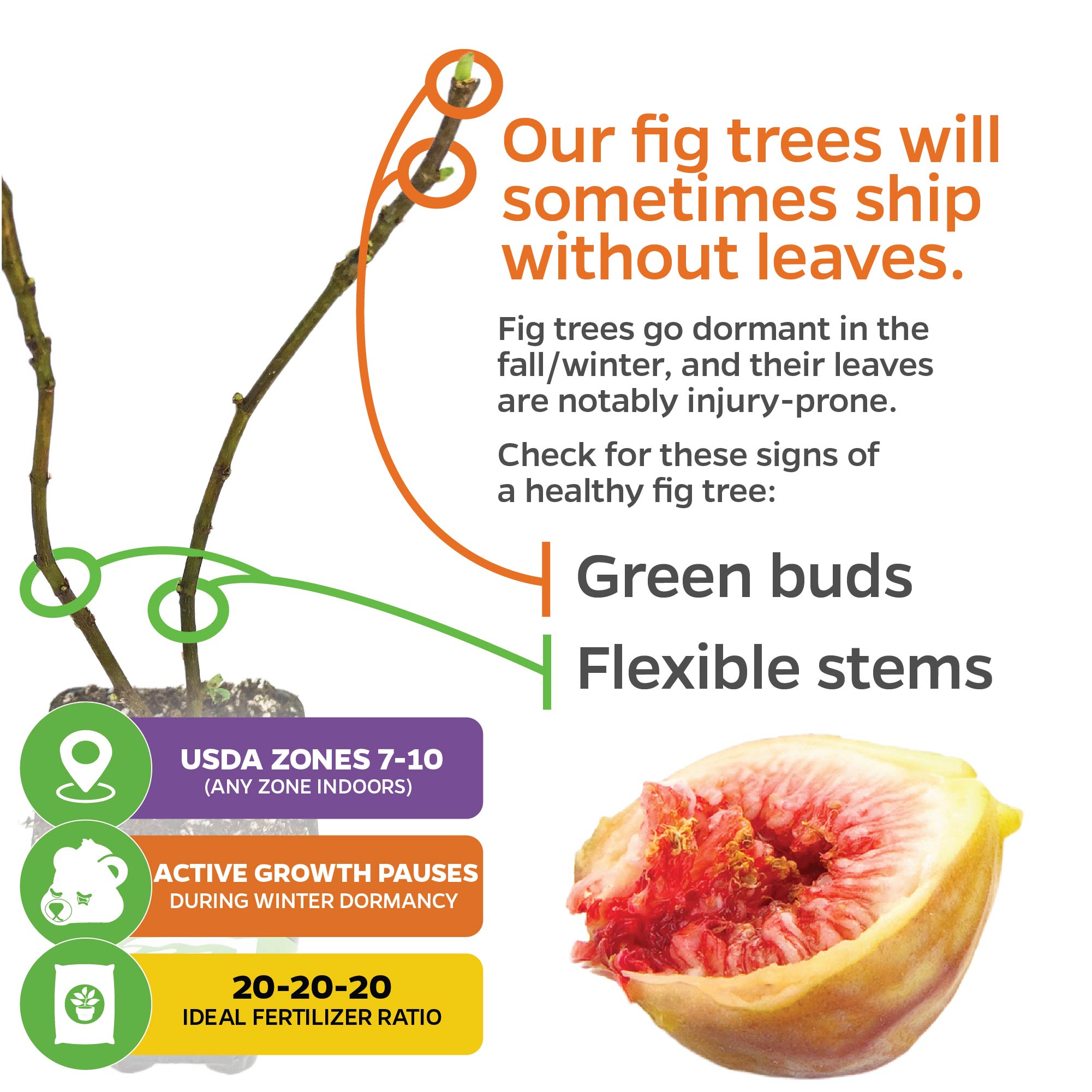 A graphic explains LSU Gold Fig Tree - Ficus carica from Wellspring Gardens may ship leafless due to dormancy. Look for green buds and flexible stems as signs of health, plus info on USDA zones, growth pauses, and ideal fertilizer.