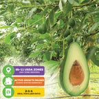 Lila (Opal) Avocado - Persea americana