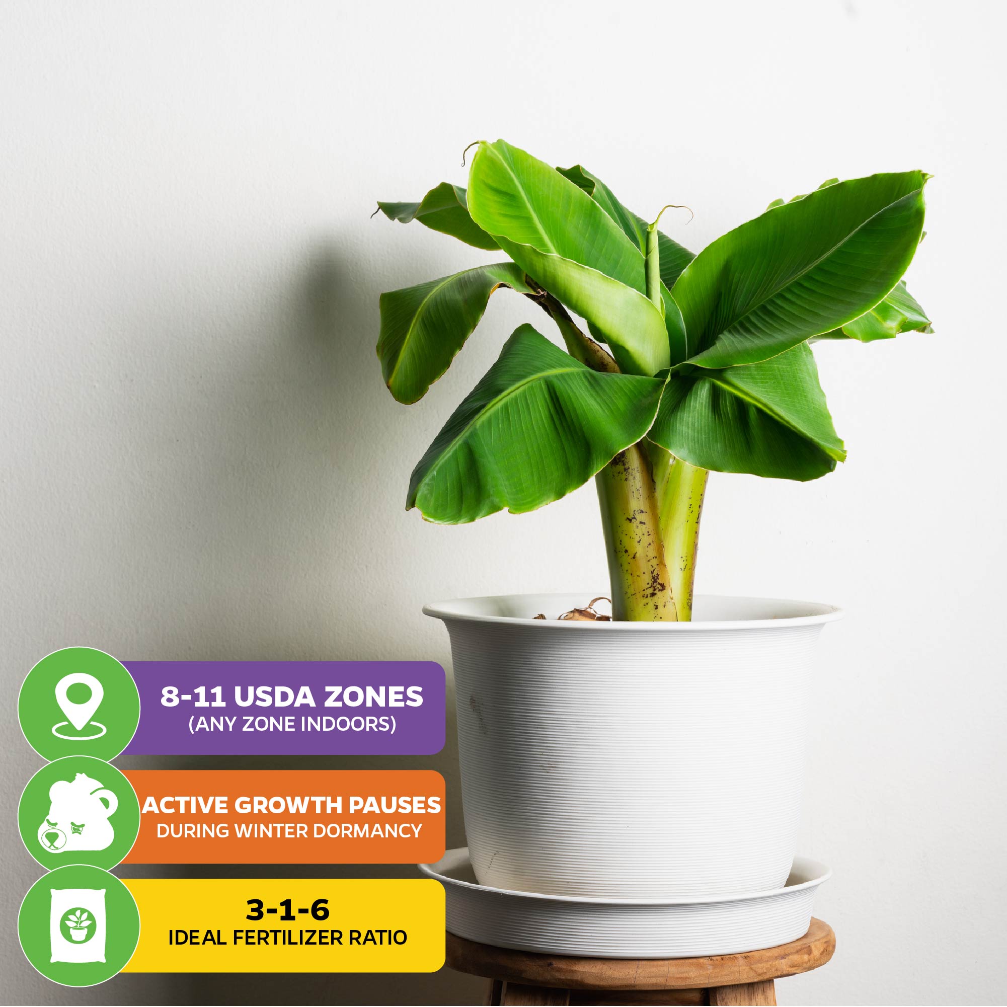The Little Prince Banana - Musa by Wellspring Gardens sits on a white saucer. Icons note it’s ideal for containers, thrives in USDA zones 8-11, needs winter dormancy, and prefers a 3-1-6 fertilizer ratio.