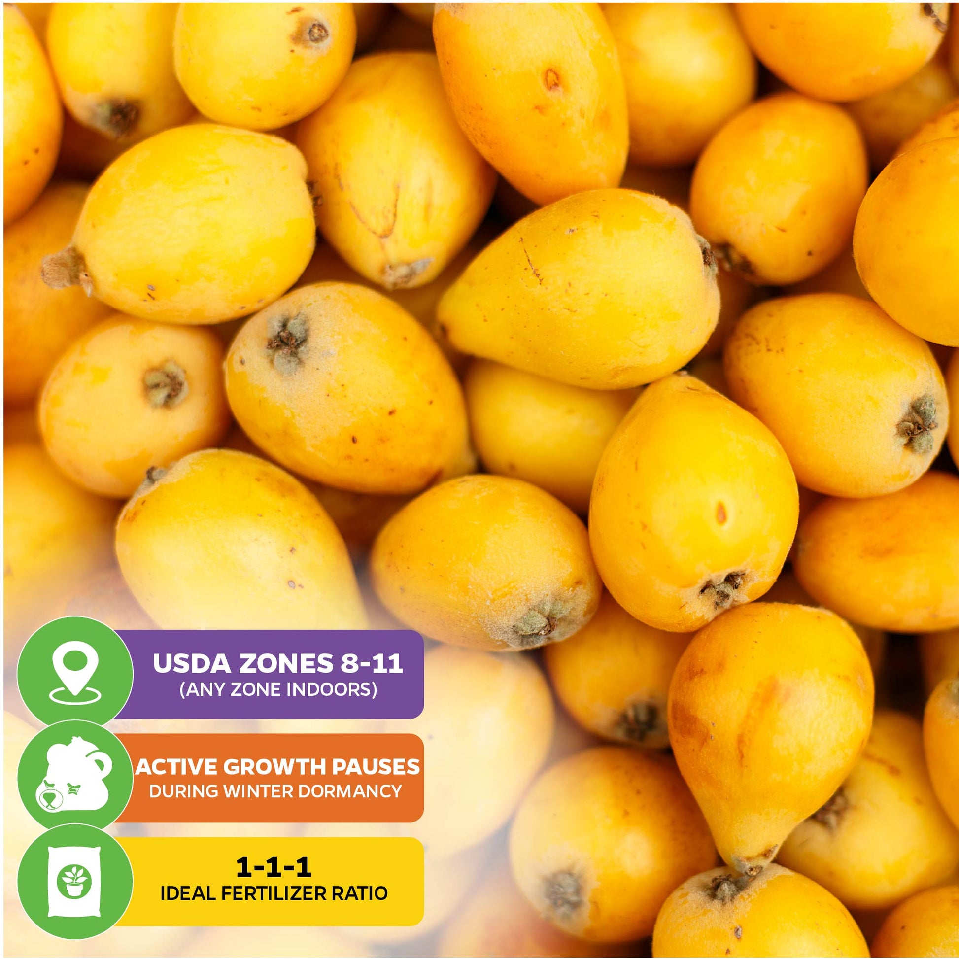 Loquat Tree - Eriobotrya japonica
