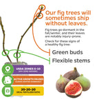 Infographic displays Wellspring Gardens’ Magnolia Fig (Ficus carica) with leafless branches and figs. Highlights: healthy signs, USDA zones 6–10, ideal fertilizer ratio, and notes it may ship leafless during dormancy due to self-pollination.