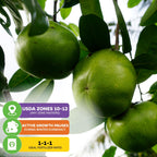 Black Sapote (Chocolate Pudding Fruit)- Diospyros nigra