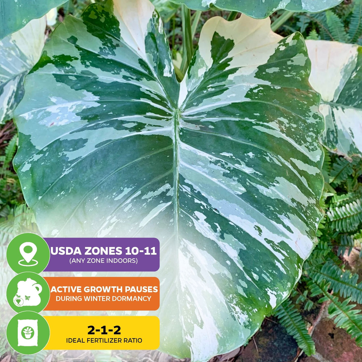 Variegated Elephant Ear - Alocasia
