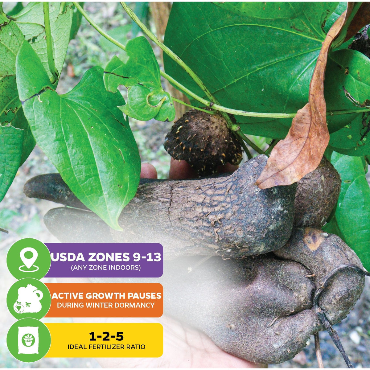 Ube 'Purple Yam' Plant - Dioscorea alata (1-quart pot, Premium)