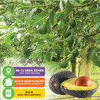 Winter Mexican Avocado - Persea americana