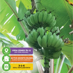 A cluster of unripe green Dwarf Namwa Banana (Thai Pisang Awak) - Musa by Wellspring Gardens grows on a leafy tree. Labels show USDA zones 7b-11, winter dormancy halting growth, and an ideal fertilizer ratio of 3-1-6.