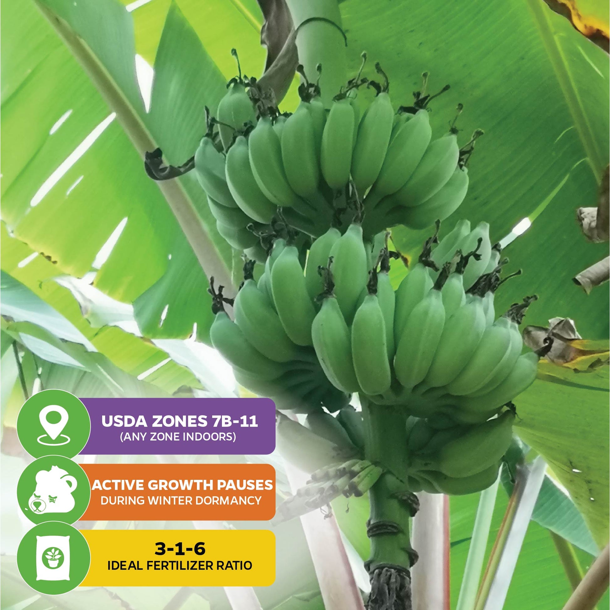 Dwarf Namwa Banana (Thai Pisang Awak) - Musa