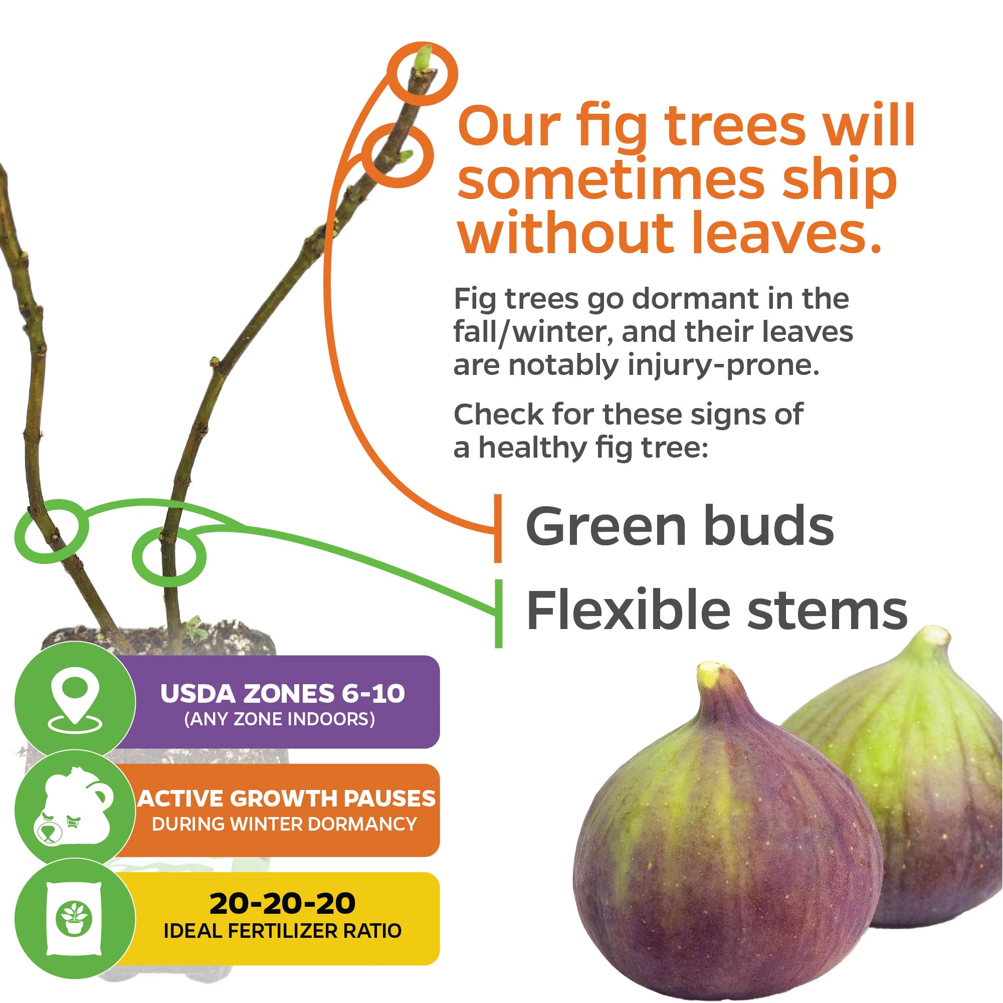 A diagram shows Olympian Fig - Ficus carica (Wellspring Gardens) may ship leafless, with flexible stems, green buds, USDA zones 6-10, winter dormancy needs, ideal fertilizer ratio, and two extra-large sweet fruits at the bottom.