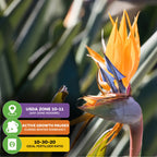 Orange Bird of Paradise - Strelitzia reginae