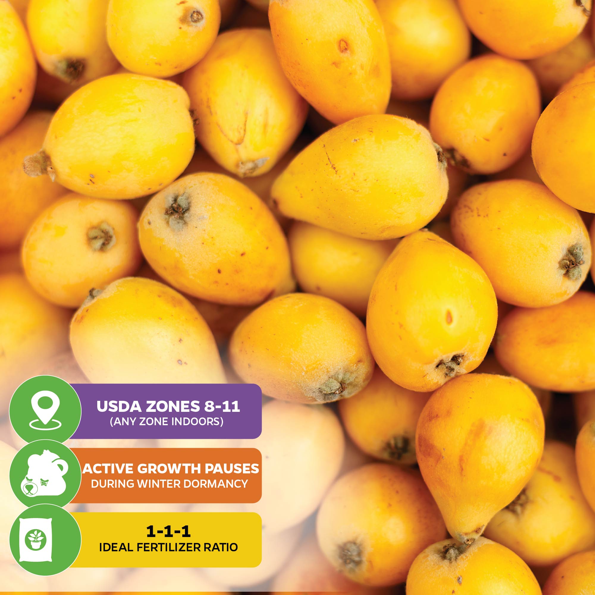 A pile of ripe yellow loquats fills the background. Icons show: USDA Zones 8–11, winter dormancy, and 1-1-1 fertilizer—ideal for Wellspring Gardens' Loquat Tree (Eriobotrya japonica) or other fruit tree growers.