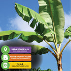 The Dwarf Puerto Rican Plantain - Musa from Wellspring Gardens features large green leaves against a blue sky, with tips for USDA zones 9–11, winter dormancy, and a 3-1-6 fertilizer—ideal for homegrown tostones or fried plantains.