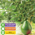 Pancho Avocado - Persea americana