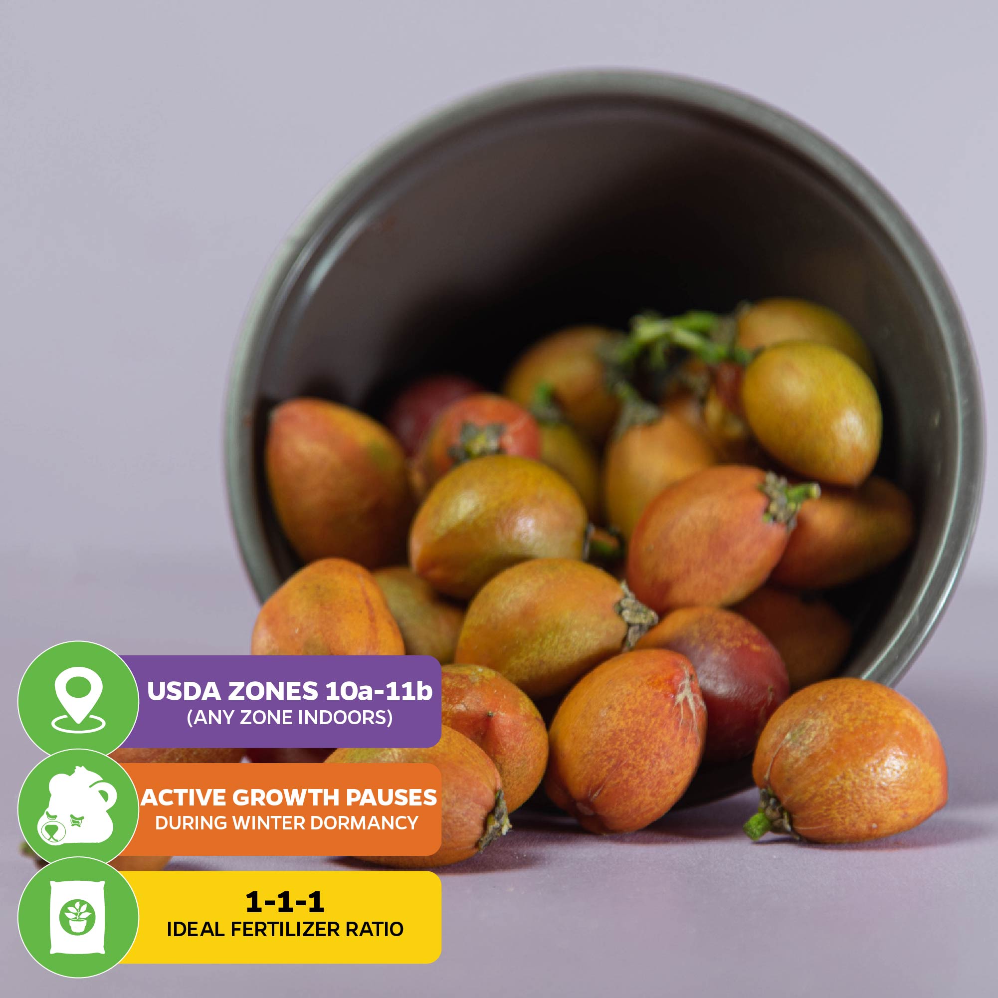 A tipped-over pot spills ripe red Peanut Butter Fruit (Bunchosia argentea) from Wellspring Gardens onto a purple surface. USDA zones 10a–11b; growth pauses in winter dormancy; 1-1-1 is the ideal fertilizer ratio.
