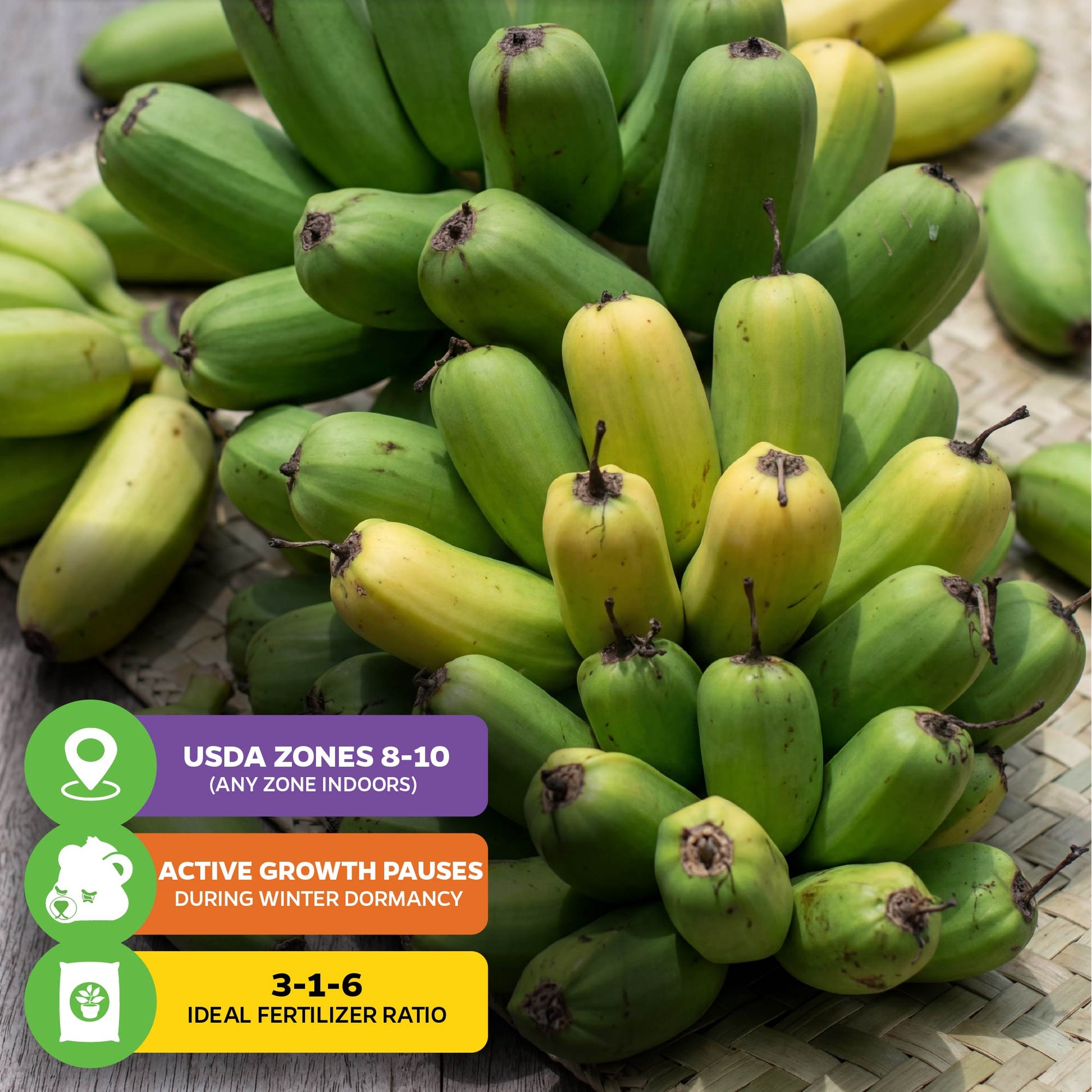 Popoulu Red Trunk Tongan/Hawaiian Popo'ulu Banana - Musa