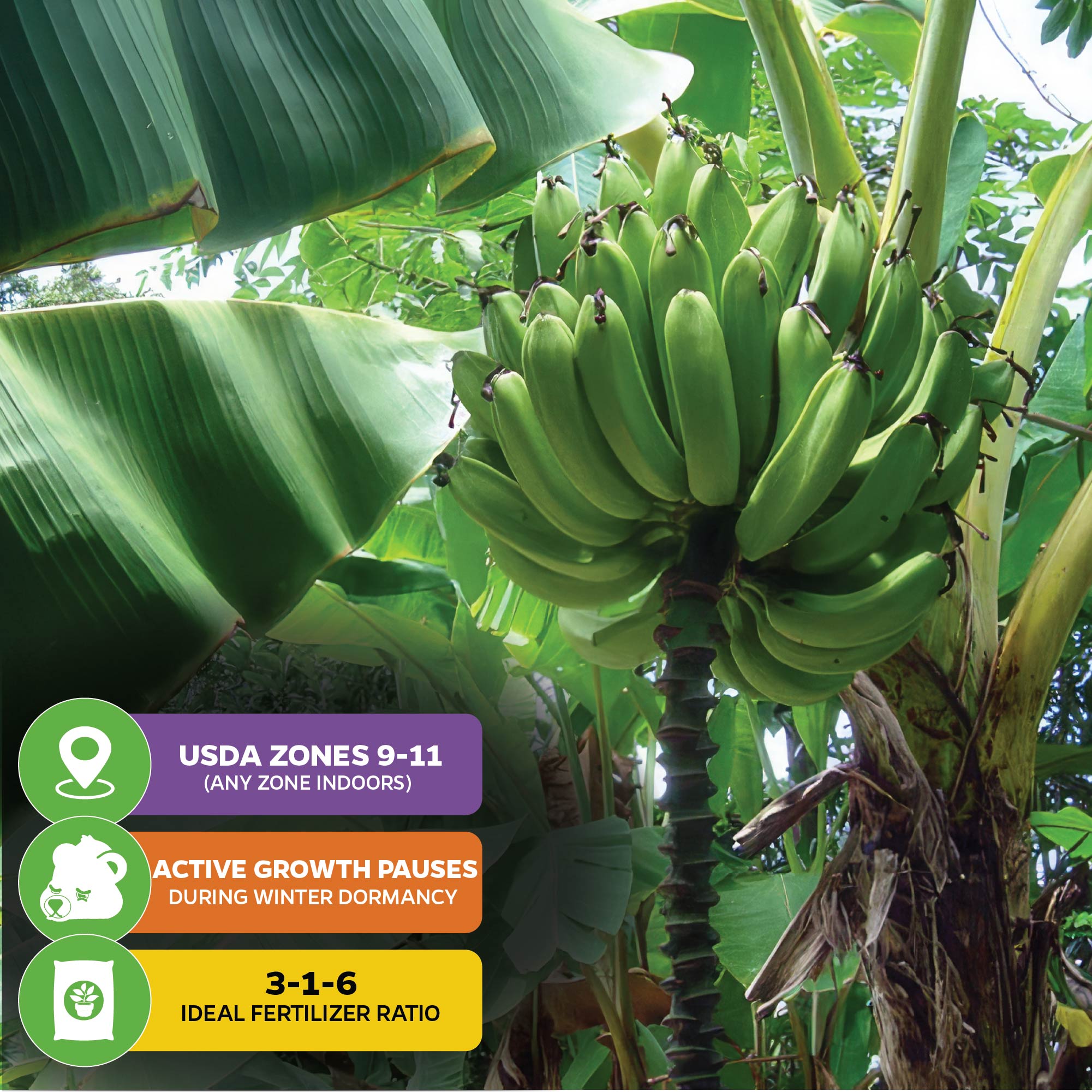 Goldfinger Banana Tree - Musa – Wellspring Gardens