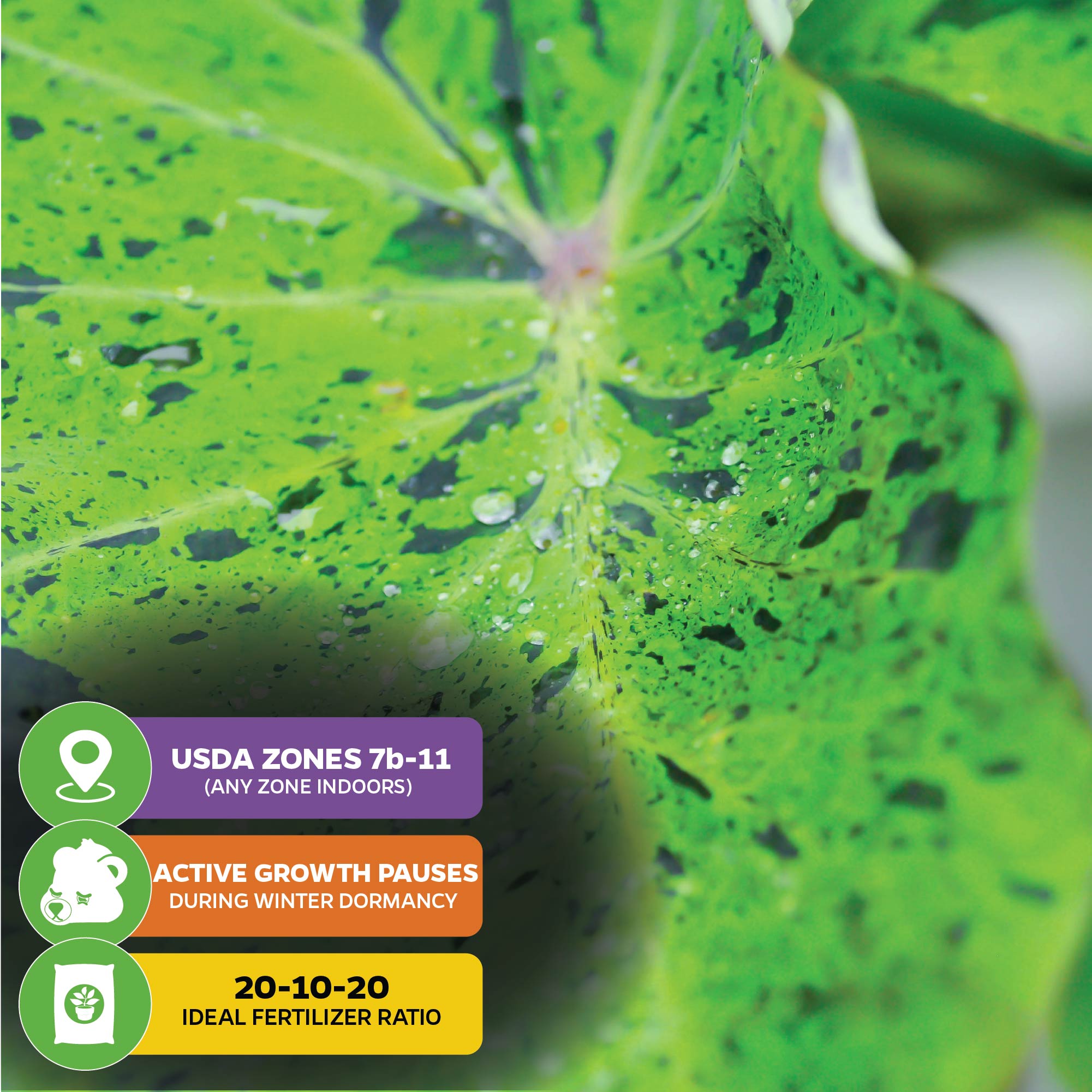 Close-up of a green Mojito Elephant Ear PPAF (Colocasia esculenta) leaf with water droplets. Icons from Wellspring Gardens show care info: USDA zones 7b–11, winter dormancy, and 20-10-20 fertilizer recommended.