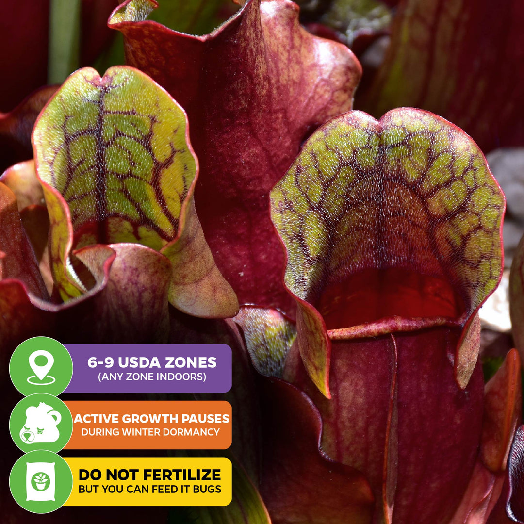 Purpurea Venosa Carnivorous Purple Pitcher Plant - Sarracenia