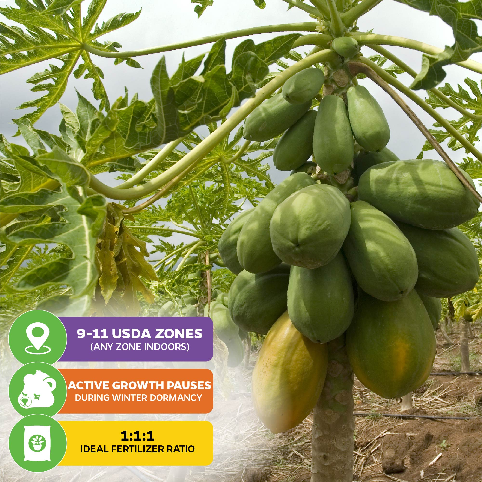 Red Lady Papaya (Premium size) - Carica papaya