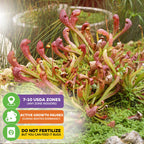 A group of Scarlet Belle Carnivorous Pitcher Plants (Sarracenia) from Wellspring Gardens grows in moss. Info boxes: “USDA zones 7–10 or any zone indoors,” “Dormant in winter,” and “Don’t fertilize—feed bugs instead.”.