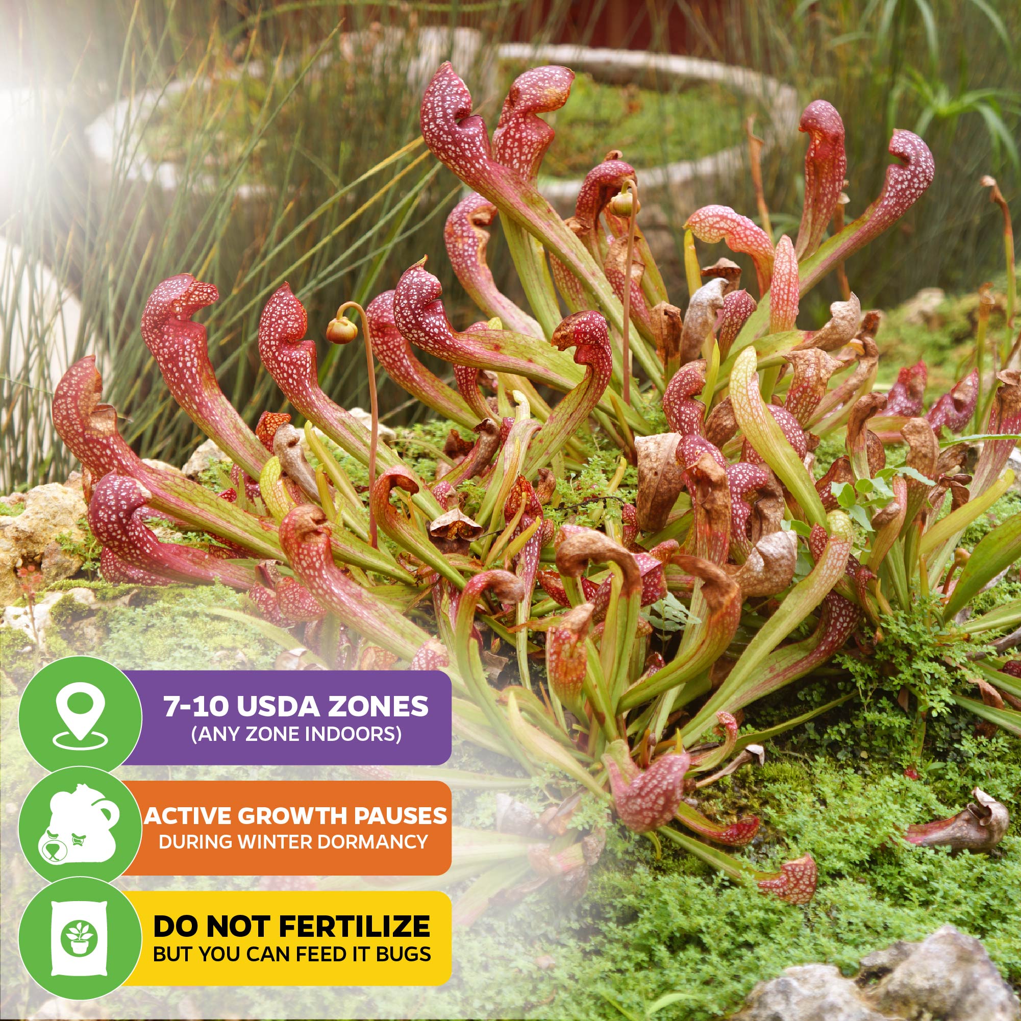 A group of Scarlet Belle Carnivorous Pitcher Plants (Sarracenia) from Wellspring Gardens grows in moss. Info boxes: “USDA zones 7–10 or any zone indoors,” “Dormant in winter,” and “Don’t fertilize—feed bugs instead.”.