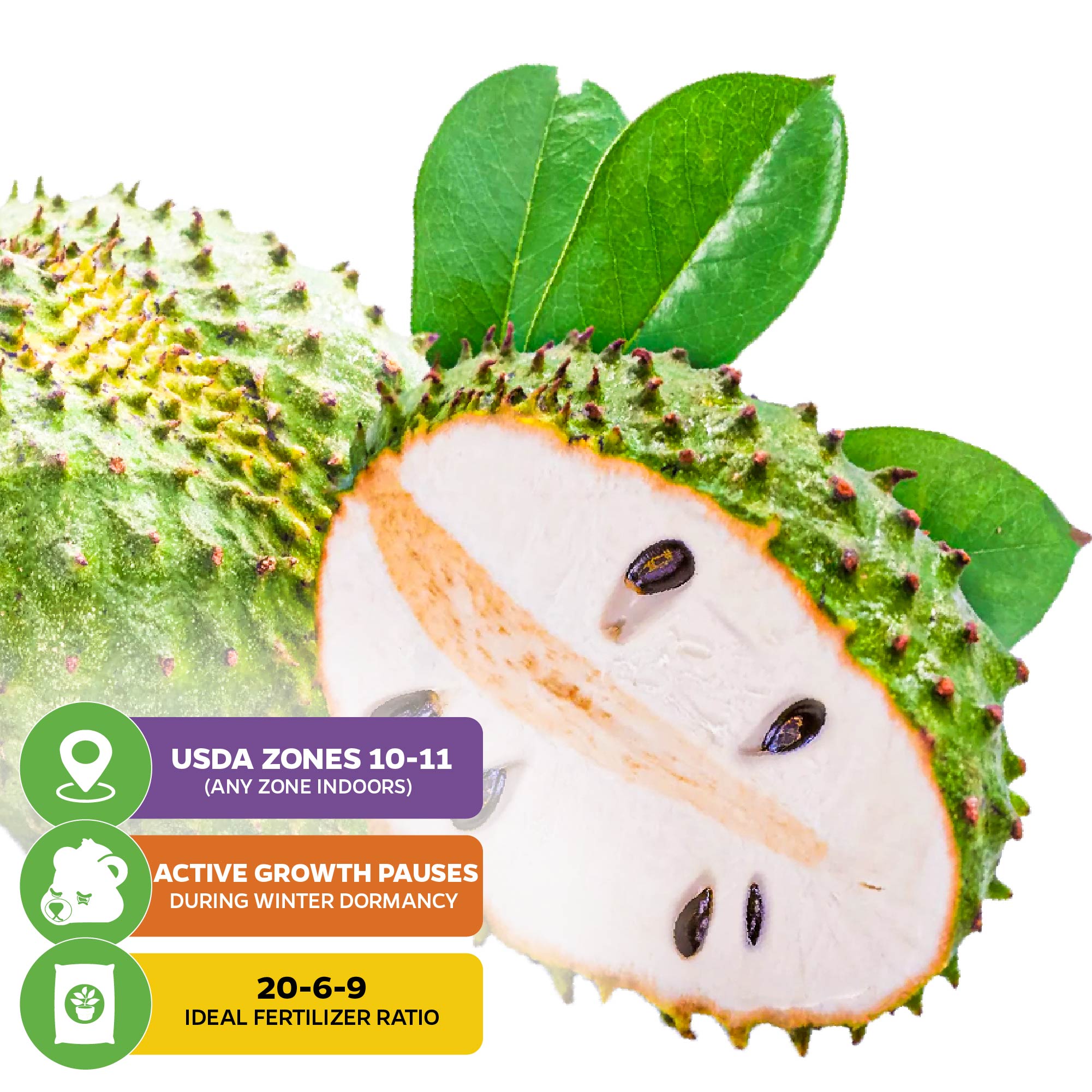 Soursop 'Guanabana' Tree (Graviola) - Annona muricata