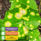 Close-up of a Spotted Leopard Plant (Tractor Seat Plant) leaf by Wellspring Gardens. USDA zones 7-10, goes dormant in winter, and thrives with a 1-1-1 fertilizer ratio. Stunning Farfugium japonicum 'Aureomaculata'.