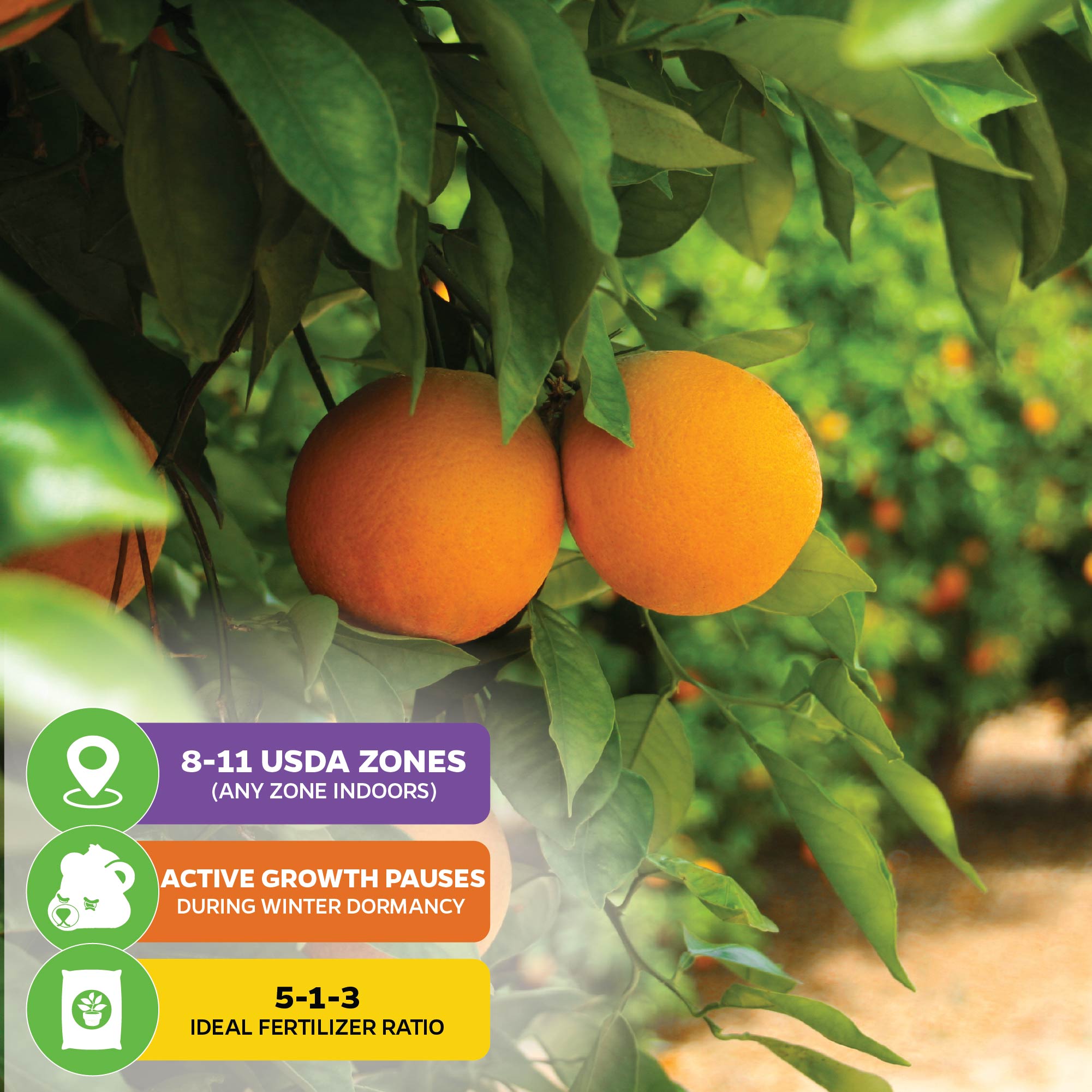 Sugar Belle Orange Tree - Citrus x reticulata 'Sugar Belle'