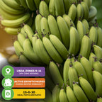 Sweetheart Banana - Musa