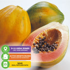 A ripe TR Hovey Dwarf Papaya (Premium size) by Wellspring Gardens, one whole and one cut open to show seeds, with icons: grows in USDA zones 9-11 (indoors any zone), winter dormancy slows growth, ideal fertilizer is 1:1:1 ratio.