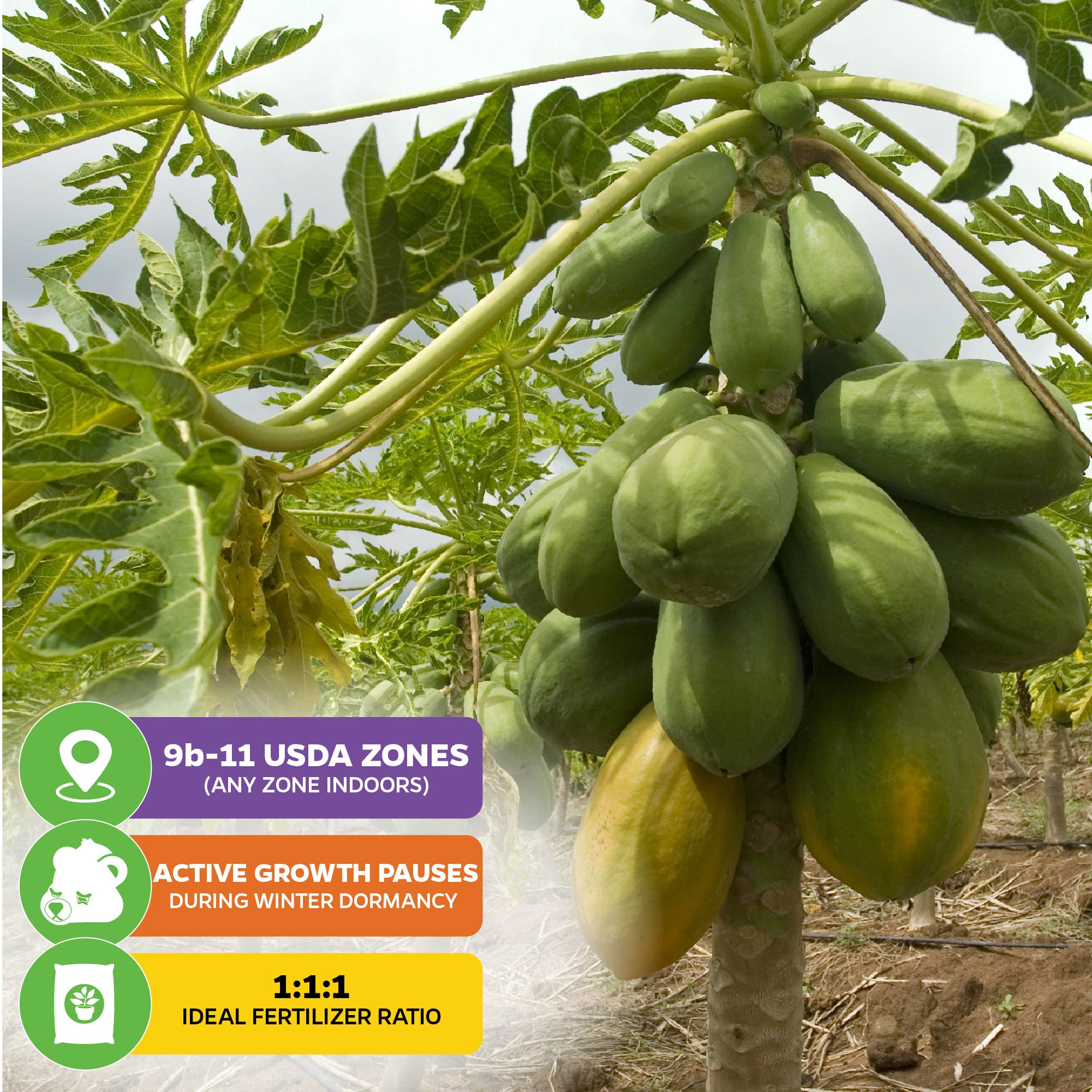 Tainung Papaya (Premium size) - Carica papaya