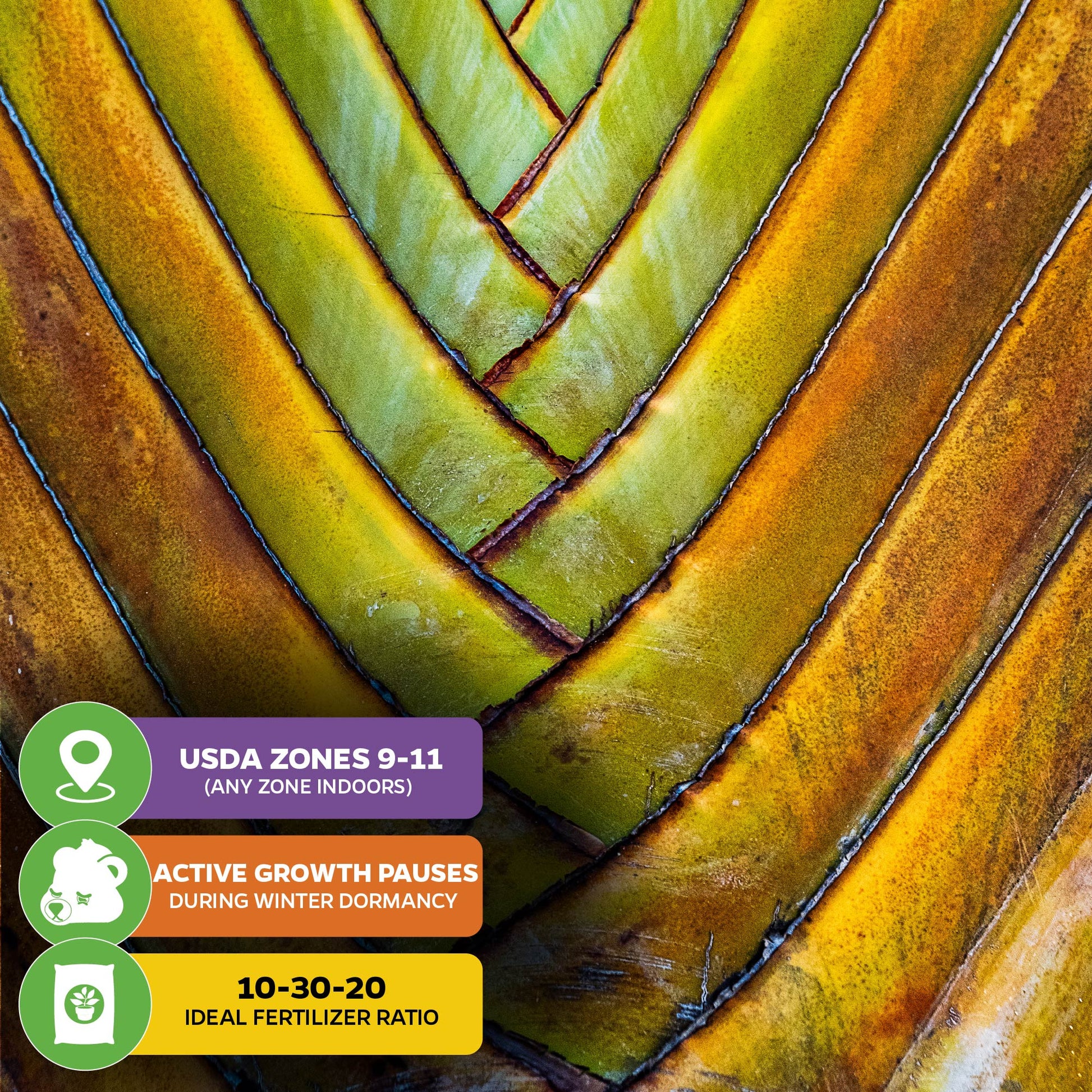 Traveler's Tree (Traveler's Palm) - Ravenala madagascariensis